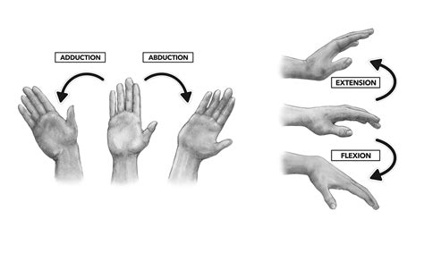 Hand Anatomy Bones And Joints