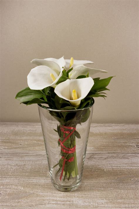 When the outdoor temperatures warm up in the summer, find a spot outside where the calla lily can spend the warmer months. What You Must Know About Potted Calla Lily Care
