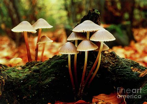 Clustered Oak Bonnet Mushrooms Photograph By Vaughan Flemingscience