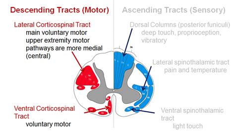 A person with a c6 spinal cord injury would be able to breathe and move the head and shoulders well, but there would be struggles with. Spinal Cord Anatomy - Spine - Orthobullets