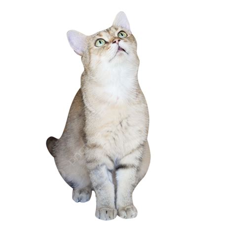 Cat Meowing Png Vector Psd And Clipart With Transparent Background