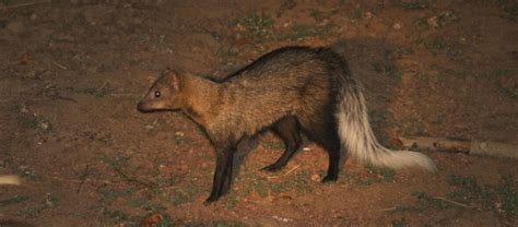 The White Tailed Mongoose Critter Science