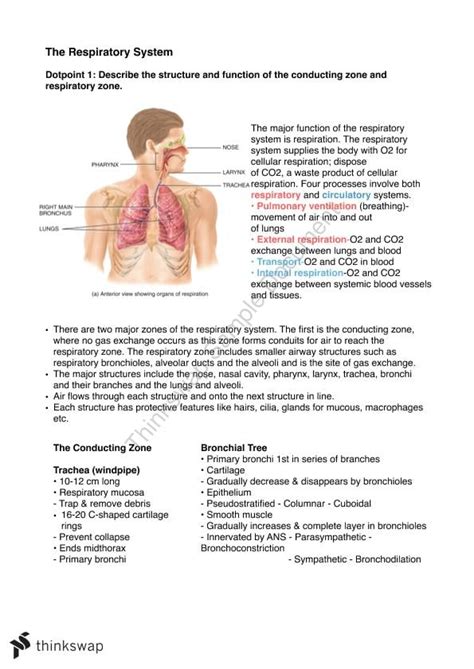 The Respiratory System Notes Hbs1hba Human Bioscience Latrobe