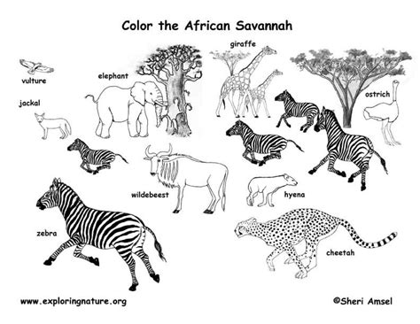 A habitat can be dark forests, dry deserts, cold mountains, open meadows, or the ocean coast. Prairie Animals Coloring Pages - Coloring Home