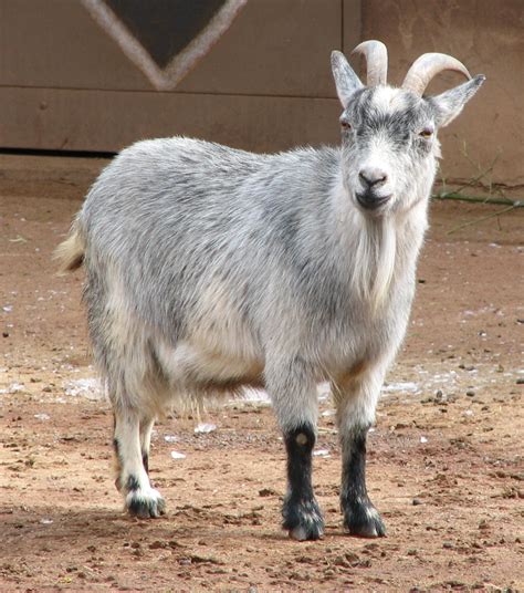 Fileafrican Pygmy Goat 005 Wikimedia Commons