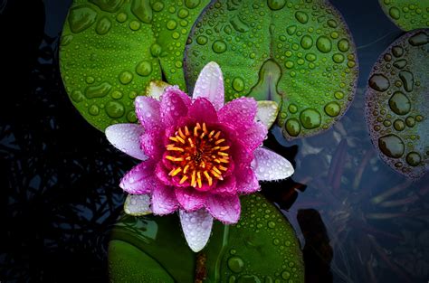 Water Lilies Nature Flowers Wallpapers Hd Desktop And Mobile