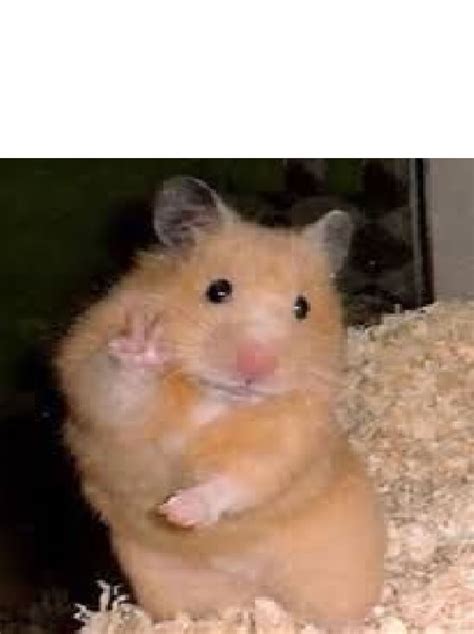 Hamster Asustado Hamster Tranquilo Plantillas De Memes