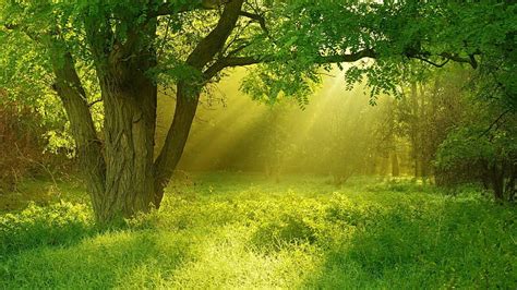 1920x1080px 1080p Free Download Morning Sunrise Forest Sunray