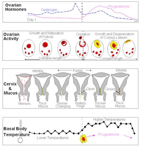 Cervical Mucus Throughout The Cycle Glow Community