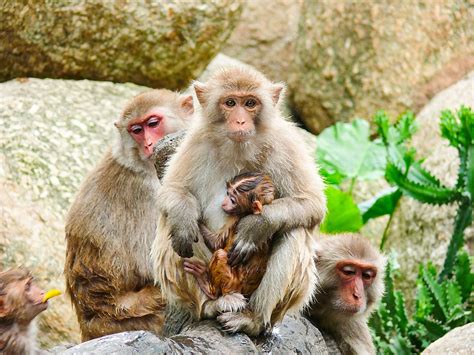 Photo Material Of Monkeys With Wild Animals Hugging Each Other