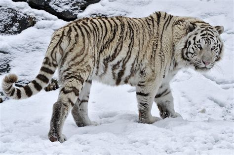 Hd White Tiger Wild Cat Snow Winter High Resolution Wallpaper Snow
