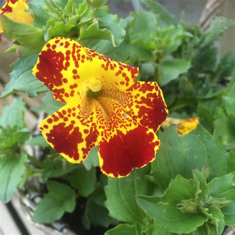 Mimulus Luteus Yellow Monkey Flower In Gardentags Plant Encyclopedia