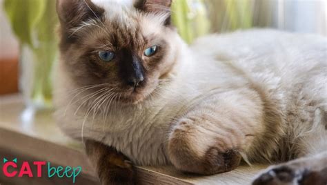The ragdoll is a cat breed with a color point coat and blue eyes. Ragdoll Cat Colors... - Cat Beep