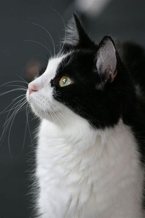Black And White Cat Cute Animals Cute Cats Beautiful Cats