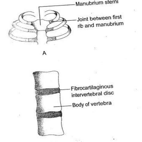 2 The Cartilaginous Joint A Primary B Secondary Download