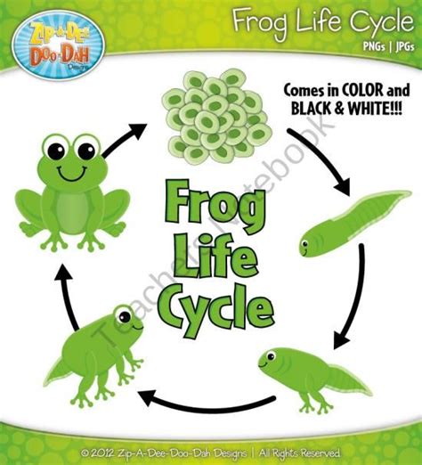 Frog Life Cycle Clipart Set — Comes In Color And Black