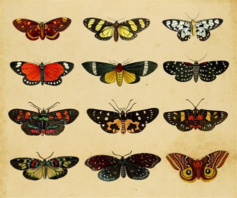 Butterflies Moths Vintage Art Free Stock Photo Public Domain Pictures