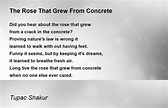 The Rose That Grew From Concrete Poem by Tupac Shakur - Poem Hunter