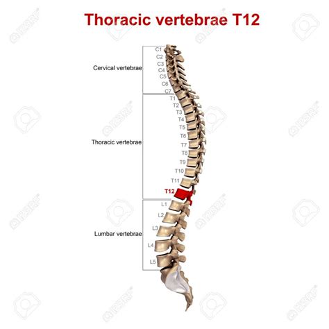 T12 Subluxation Back To Life Chiropractic