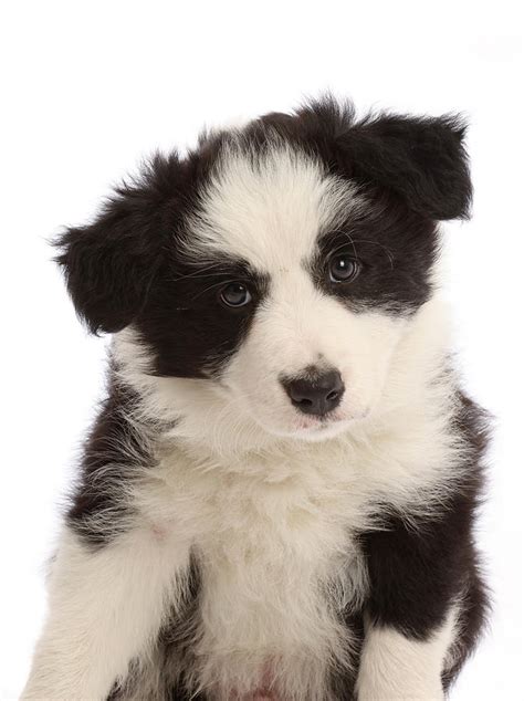 Border Collie Black And White Puppies