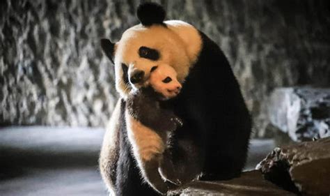 First Glimpse Of Adorable Baby Panda And Mother In Belgium Animal Park