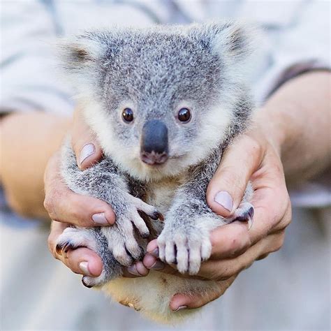 Abc Australia On Instagram 😍 🐨 If This Little Guy Doesnt Brighten
