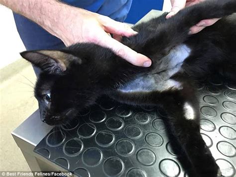 Cat Hung By The Neck Broke His Leg Trying To Escape Death Daily Mail