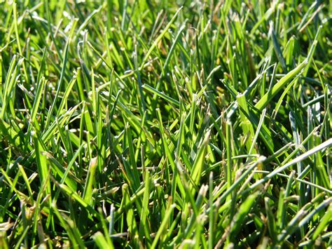 Types Of Tall Fescue Grass