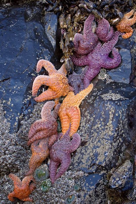 Ochre Or Purple Sea Star Facts And A Deadly Wasting Disease Owlcation