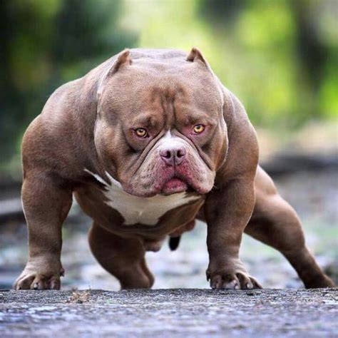 Pin By Don Cao On American Bully 2 Bully Breeds Dogs Pitbull Dog