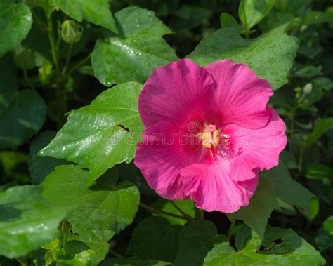 Wet Hibiscus Flower Stock Image Image Of Pink Water 9929527