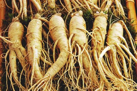 Ginseng Plant Best Varieties Growing Guide Care And Harvest