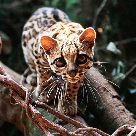 Isnt It Adorable Sadly The Margay Leopardus Wiedii A Small Cat