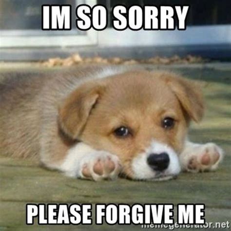 40 Adorable Im Sorry Memes People Wont Be Able To Resist Puppy Meme