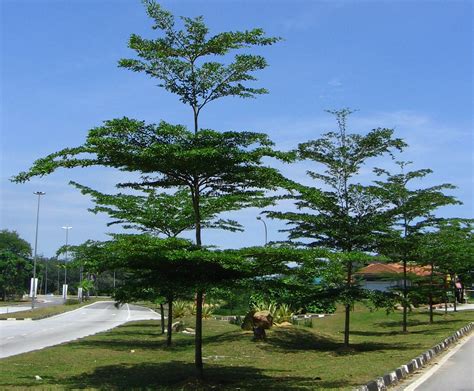 Cara menanam tanaman janda merana. Janda Merana | Wanita Bertudung Hijau With Love