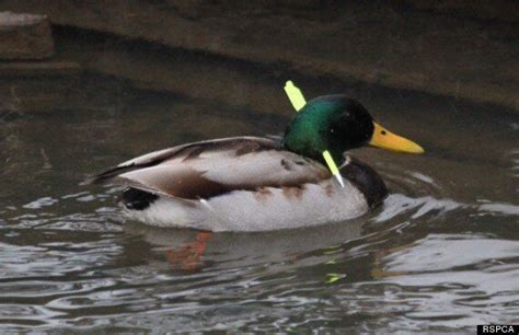 Duck Shot Through Head With Crossbow Bolt Evades Capture From Rspca In