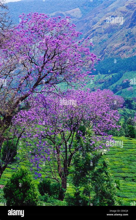 Jacaranda Violet Flowering Tree In Bloom And Tea Green Plantation