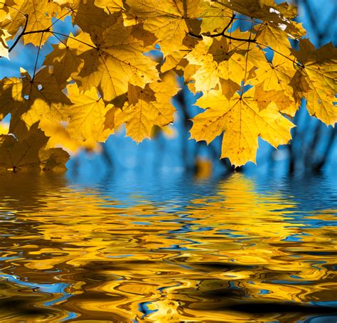 Best 44 Autumn Leaves On Water Wallpaper Backgrounds On