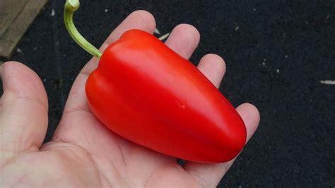Gypsy Sweet Pepper Capsicum Annuum Pod Review Youtube
