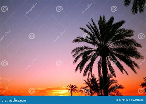 Arabian Sunset Stock Photo Image Of Silhouette Dramatic 1971440