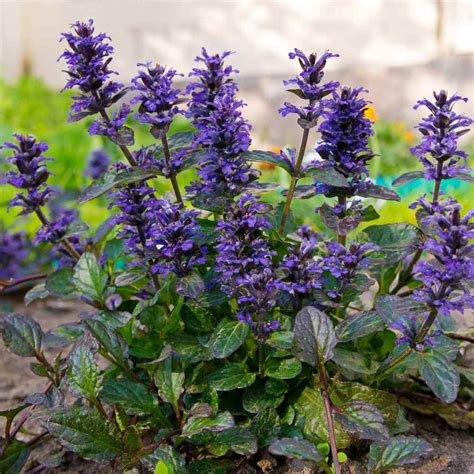 Ajuga Reptans Plant Blogivo