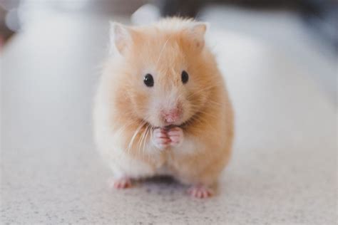 Cute Hamster Wallpaper ·① Wallpapertag