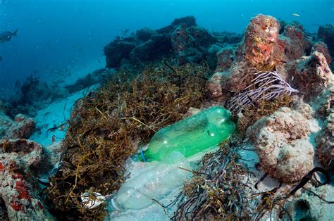 Plastic Pollution Is Killing Coral Reefs 4 Year Study