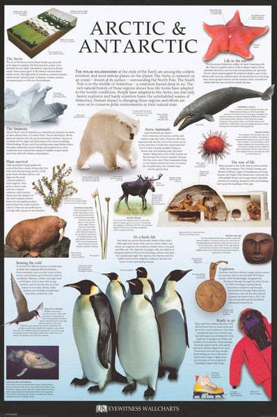 Arctic And Antarctic Facts Dorling Kindersley Education Poster 24x36