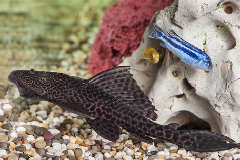 How To Best Care For A Rubber Lip Pleco Aquariadise