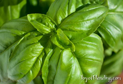 Basil Smoothie Ingredient And Recipe Joy Of Blending