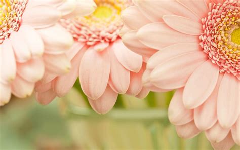 We handpicked 800 of the best cool wallpapers, free to download! Light Pink Flower Wallpapers - Wallpaper Cave
