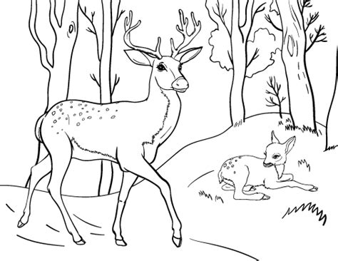 Kleurplaat van herten (klik op de afbeelding om deze te vergroten.) inkt nodig? Free Deer Coloring Page