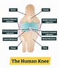 Knee Ligaments - JOI Jacksonville Orthopaedic Institute
