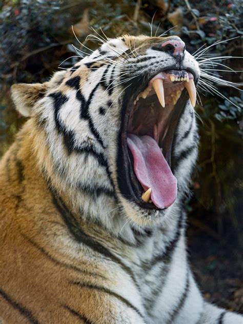 Viktor Yawning A Portrait Of The Male Tiger Yawning Tambako The
